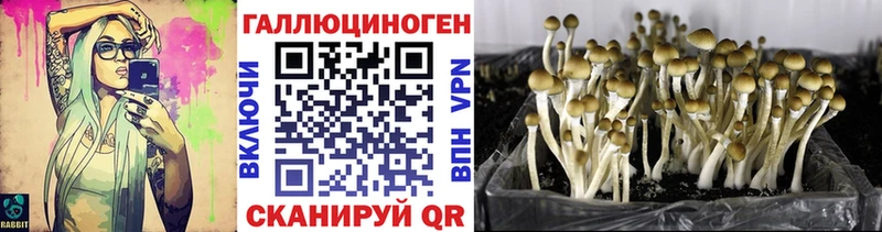 Галлюциногенные грибы Psilocybine cubensis  Жиздра 